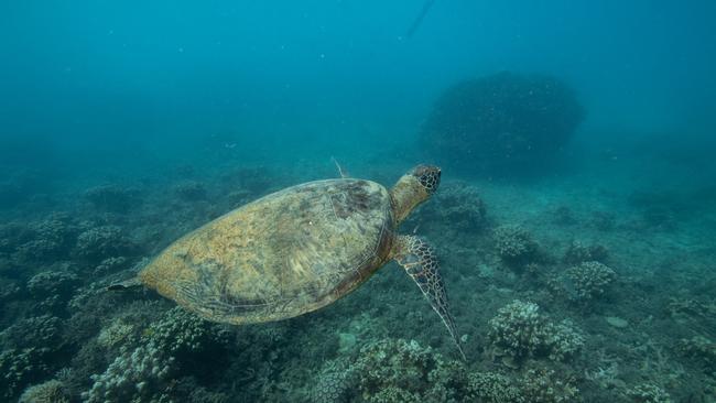 Normanby Island is brimming with sea life including coral, fish and crustaceans as a resilient and bustling part of the Great Barrier Reef in Far North Queensland. PICTURE: JULIANA RESTREPO VILLEGAS