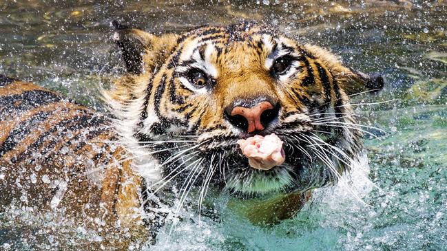 Dreamworld’s tigers have been moved back of house. Picture: NIGEL HALLETT