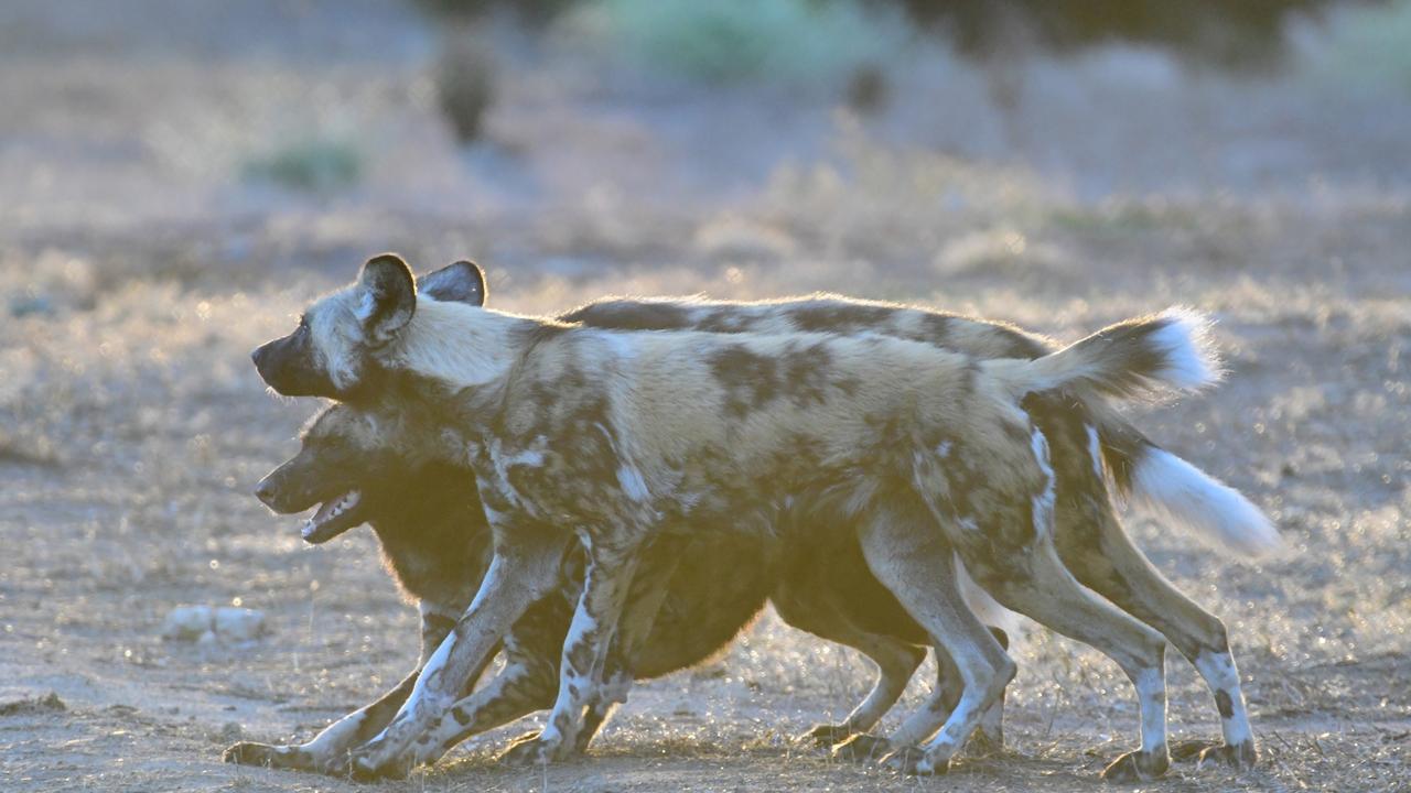 African painted dogs. Dawn picture: Geoff Brooks, Monarto Safari Park