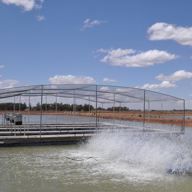 Water world: Aquna Sustainable Murray Cod is about to add 35 new ponds. Picture: Lindsay Hayes