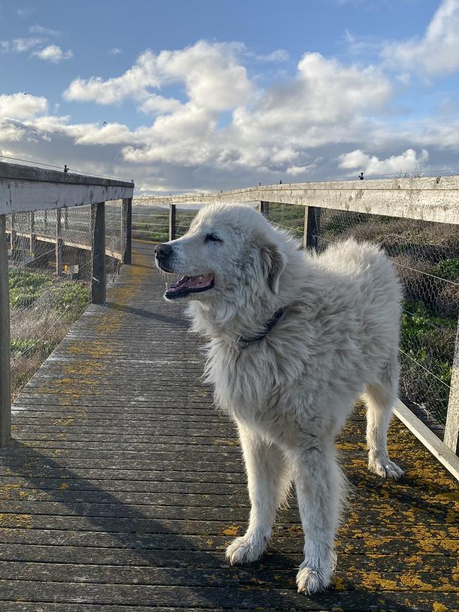 Eudy the original penguin guardian maremma on Middle Island at Warrnambool has died.