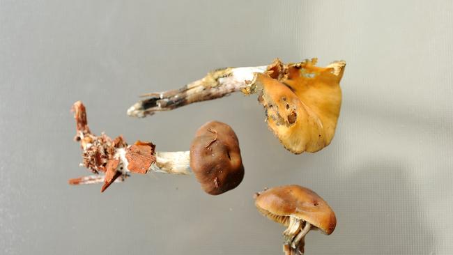 Kingaroy police are noticing magic mushrooms becoming more common at drug raids. (Picture: File)