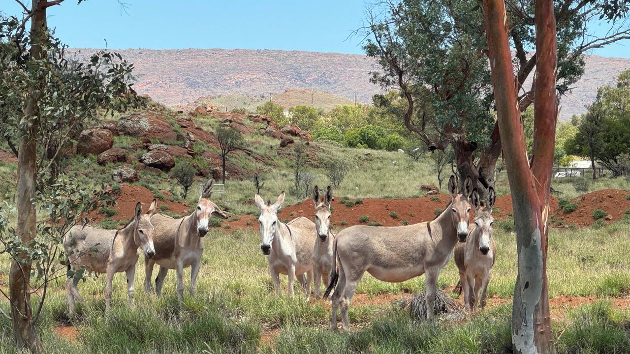 Donkeys welcome visitors at Pukatja. Picture: Dean Martin