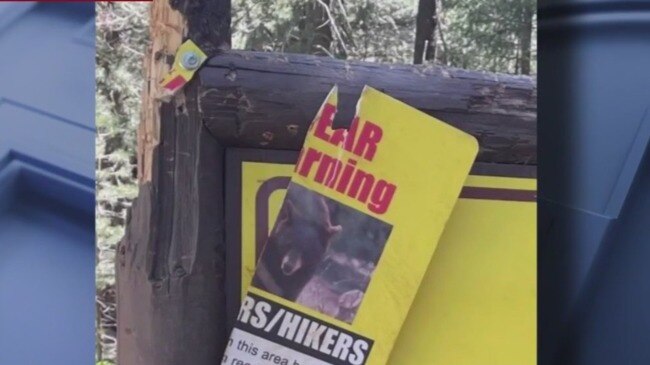 Bear warning sign damaged by bears | Geelong Advertiser