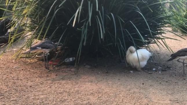 Silkie chicken ‘Betty White’ was killed after being thrown into an alligator enclosure at Oakvale Wildlife Park. Picture: Oakvale Wildlife Park.