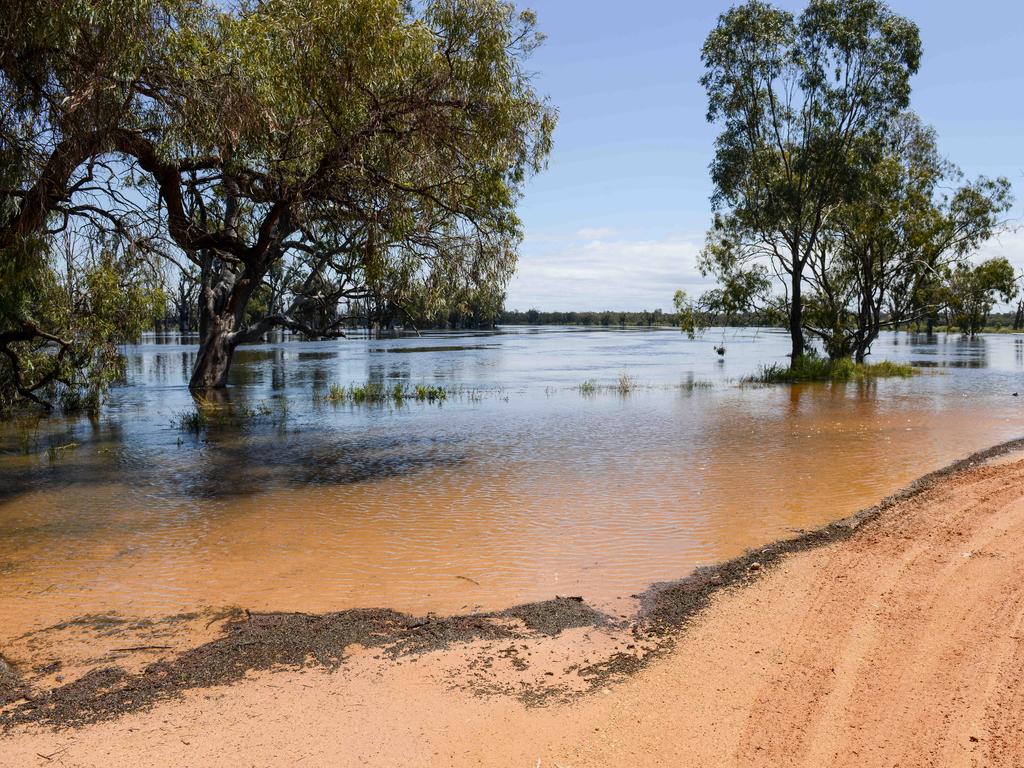 Fast flowing Murray River at Paringa on November 19, 2022: Picture: Brenton Edwards