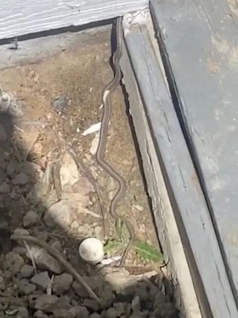 A snake den could possibly be under the home. KMGH