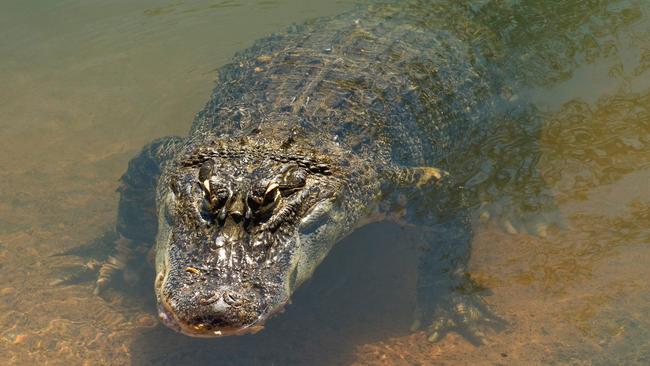 Girl escapes alligator’s jaws by poking the beast in the nose | news ...