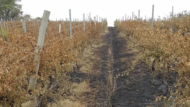 The bushfire-affected vineyard of Tilbrook Estate Winery, Lobethal. Picture: https://www.instagram.com/tilbrookestate/