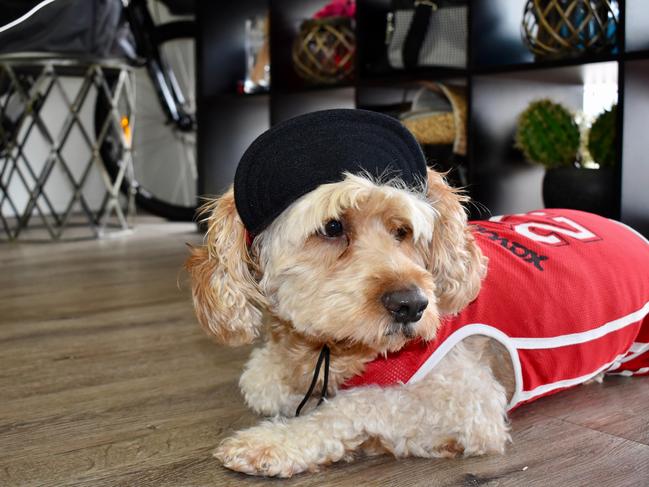 Spoodle Harley, 5, rocking a basketball outfit which you can get from Trendy Petz. Picture: Isabella Magee