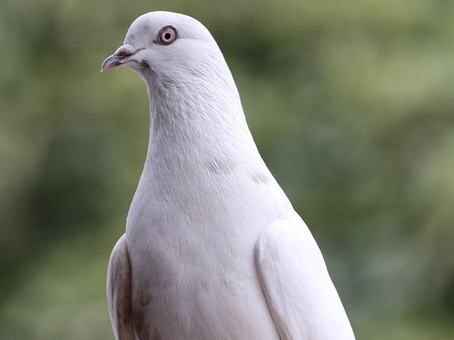 My Saturday: Tony Cassar. Girl the pigeon who came one day and now follows Tony around his house. Picture- Nicole Cleary