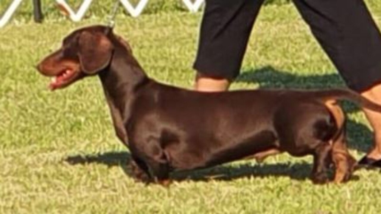 Artemis was an Australian Champion Show Dog.