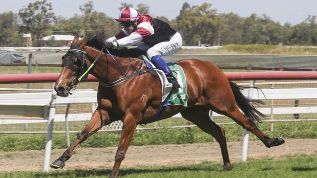 Wandering Jack is chasing back-to-back wins when he heads to Wellington. Picture: Bradley Photos