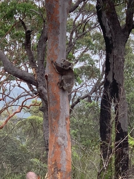 Koala spotted in Kulnura by Alicia and Stephen Owens on January 11, 2020.