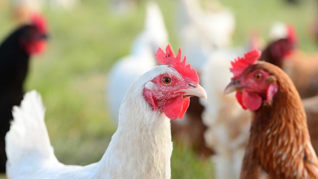 A Northern Wimmera chicken farmer says he will struggle to pass on his increased cost of production to consumers. Picture: Zoe Phillips