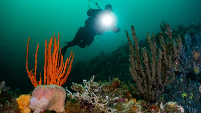 A diver on the deep sponge gardens off the Tasman Peninsula, Tasmania. Pic by marine scientist and underwater photographer Joanna Smart. For TasWeekend.