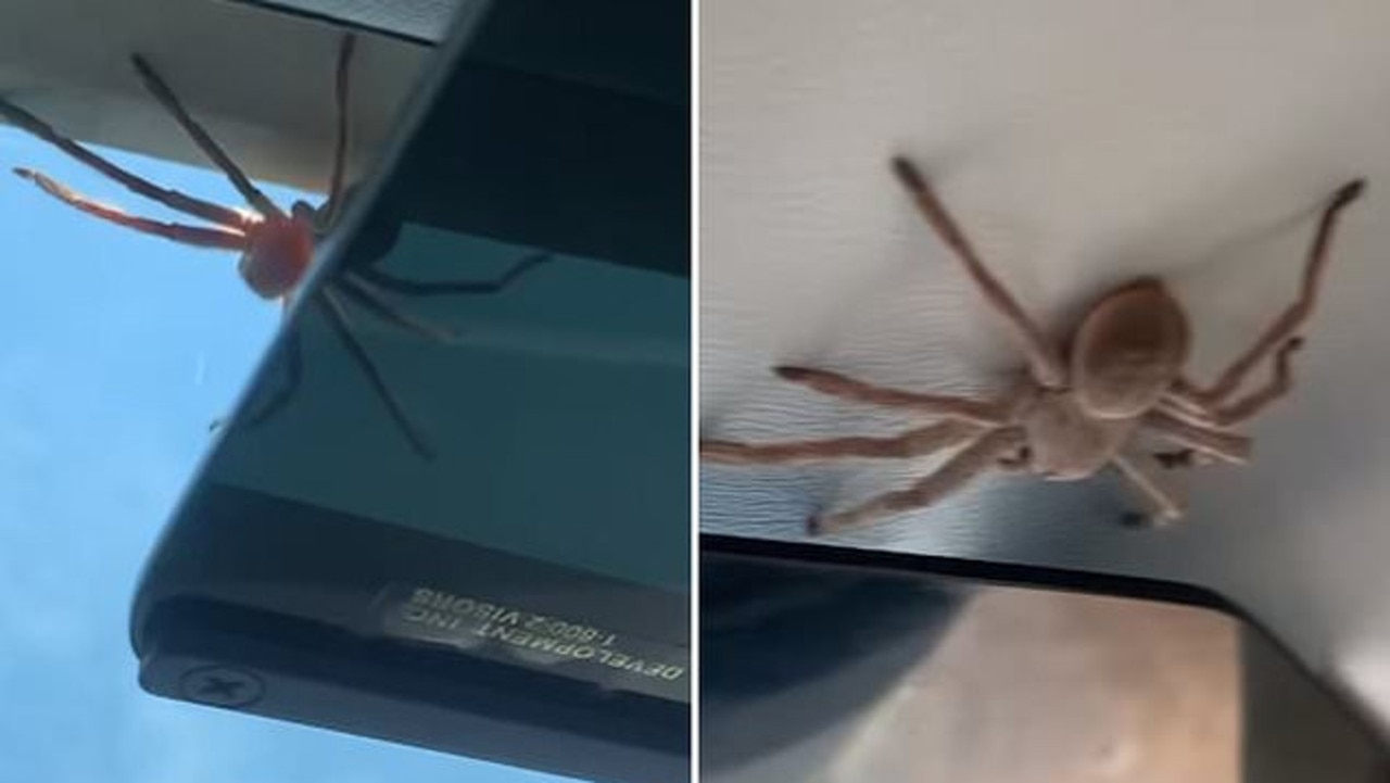 Giant huntsman spider captured on camera in Australia, The Independent