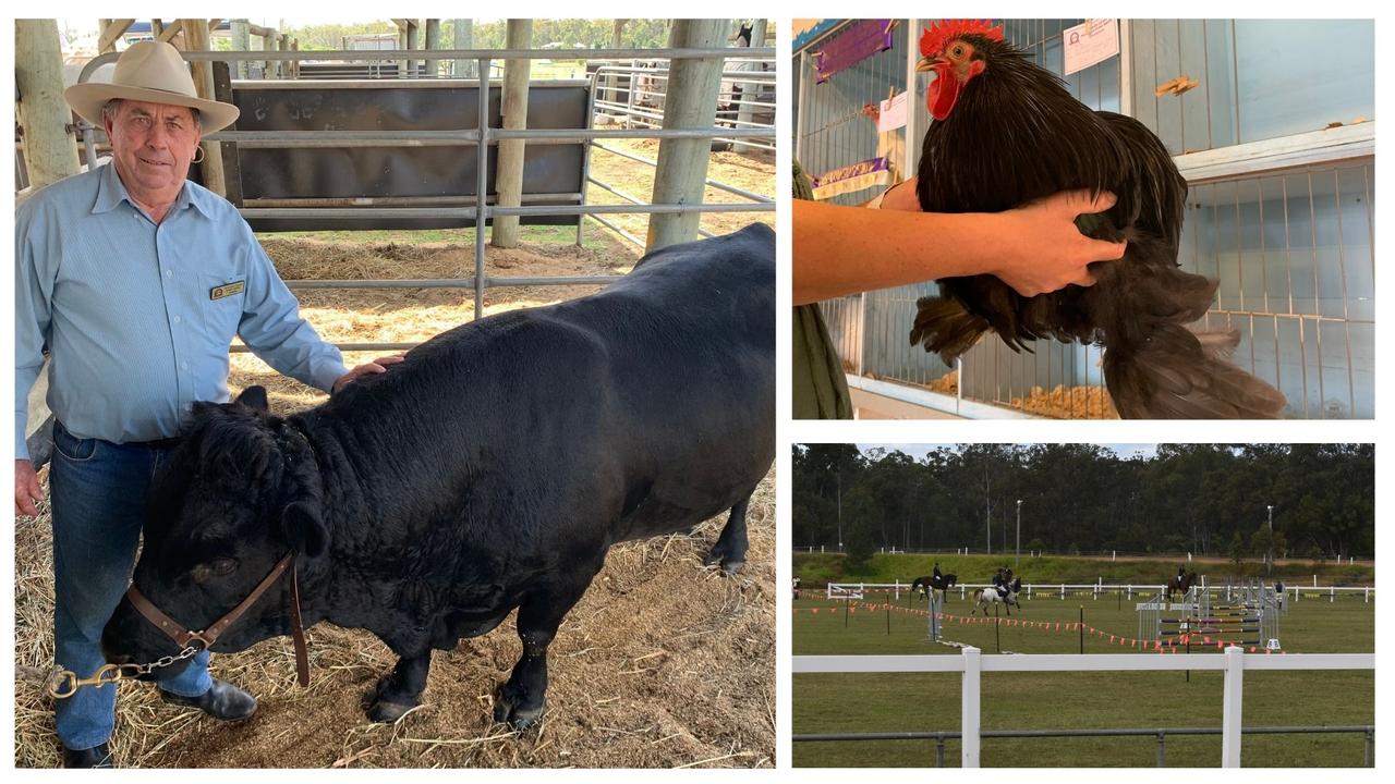 (L) Brian Carter from Tiaro runs Kelbriton Lane Dexter Stud and is a stud cattle steward at the 2021 Fraser Coast Ag Show. He is pictured with his small breed dexter bull Wally. (Top Right) Roosters on display at the Fraser Coast Ag Show. (Bottom Right) Equestrian show jump at the Fraser Coast Ag Show. Photos: Stuart Fast