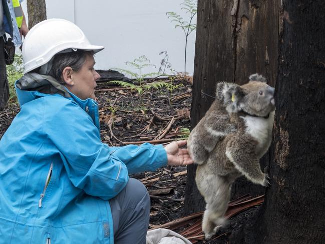 Dr Kellie Leigh releasing mother and joey back into the wild after three months of being in care. Picture: Ian Brown