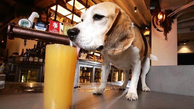 George Costanza the beagle knows there’s nothing wrong with enjoying a drink (albeit non-alcoholic) in moderation. (Pic: Claudia Baxter/AAP)