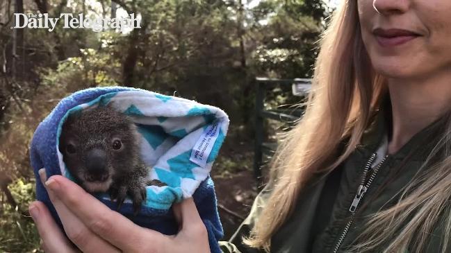 Record-breaking 10 baby Koalas born 