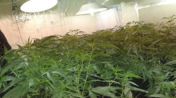 A crime scene was established at an Epping house after a hydroponic cannabis setup, such as this, was discovered inside.