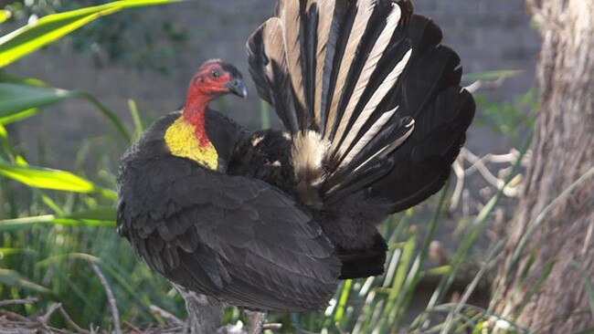 The penalties for killing a brush turkey include six months in jail. File picture: Chris Parsons