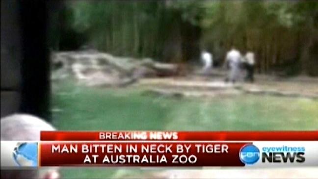 Trainer mauled by tiger at Australia Zoo