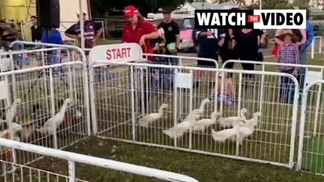 Duck racing at Charters Towers Show