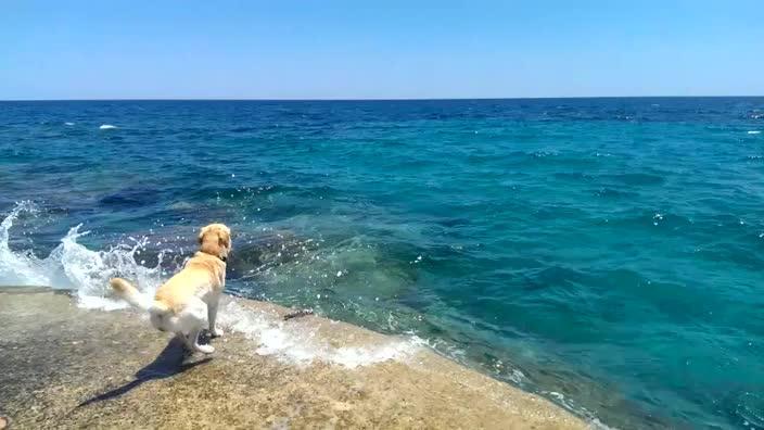 Labrador discount flip flops