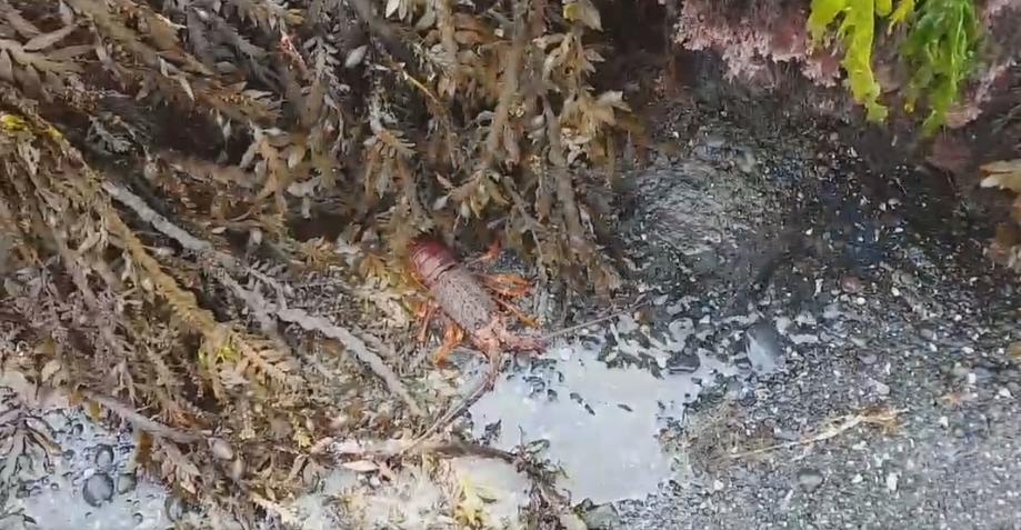 NEW ZEALAND:    Crayfish Stranded on Land After Earthquake Lifts Seabed   November 15