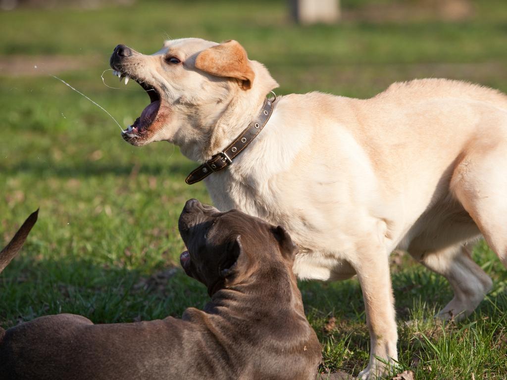 A new report has revealed Australia’s most dangerous dog breeds, compiling statistics on attacks and hospitals admissions from 2022.