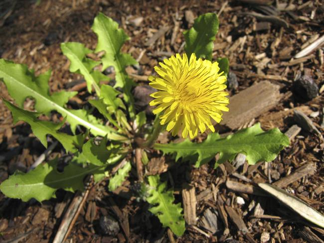 A dandelion in before it’s picked.