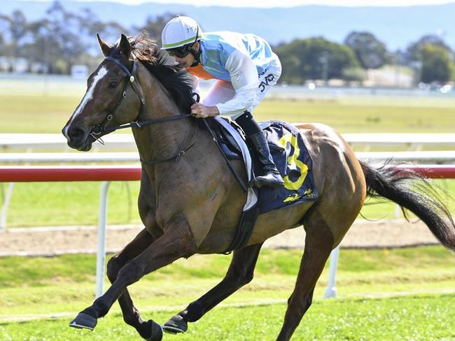 State Of America has been the victim of bad luck at his past two starts but can turn that around at Gosford on Thursday. Picture: Bradley Photos