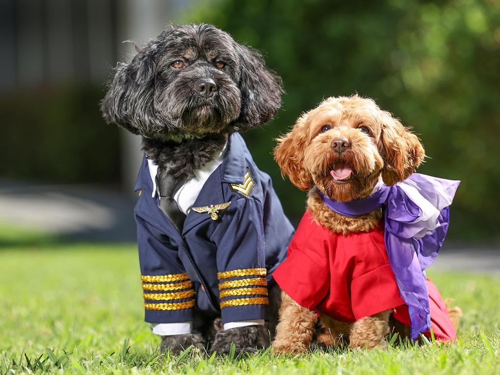 Virgin Australia recently announced its intention to be the country’s first airline to operate flights with pets onboard. Picture: Alex Coppel