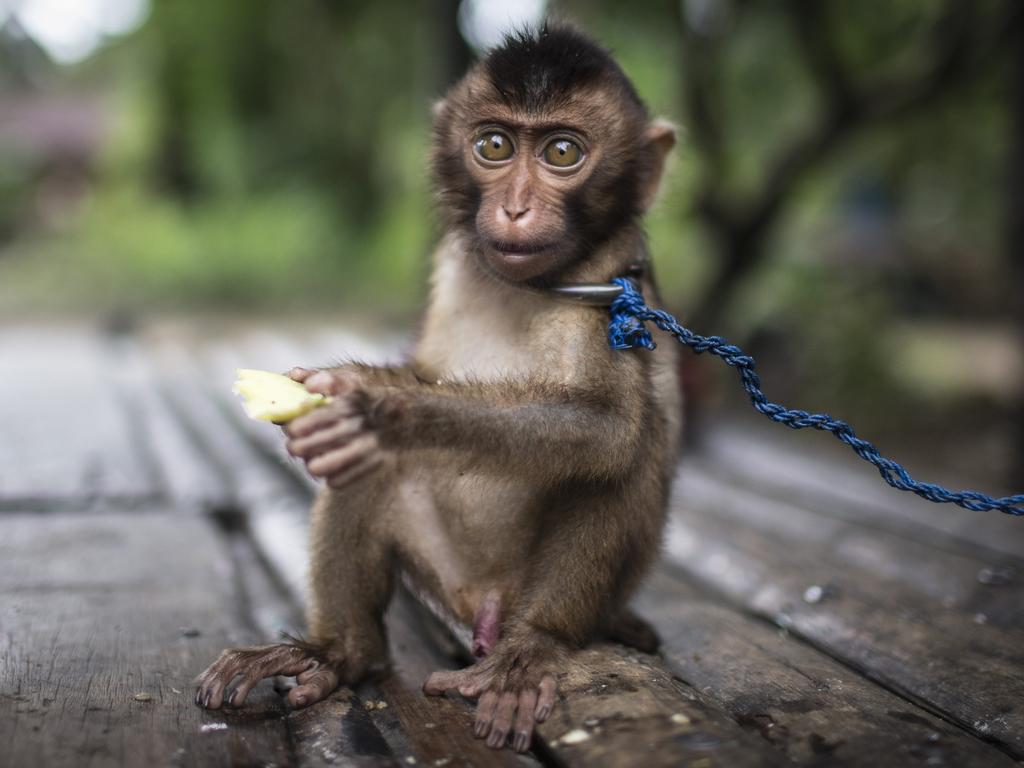 Monkey in village of Padang Lawas, Indonesia. Picture by Matt Turner.