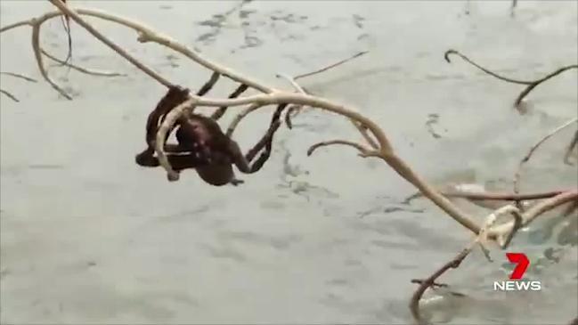 Giant spider spotted trying to escape the flooded Herbert River