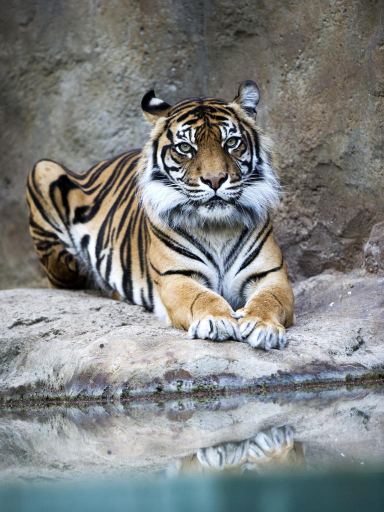 Assiqua by the water at Adelaide Zoo. Picture: Adrian Mann