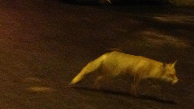 A fox spotted prowling Alphington Station at night. Picture: Supplied