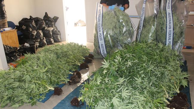 ACT police found more than 200 cannabis plants grown at Canberra rental properties during four raids drug raids on Monday. Picture: ACT Police/Supplied