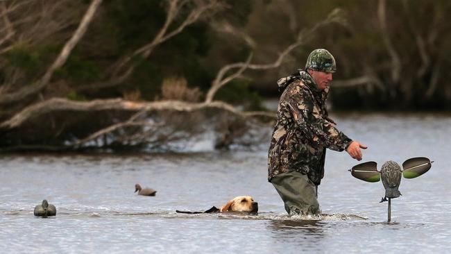 Duck hunting season opening , Heart Morass  State Game Reserve, Sale, Picture Yuri Kouzmin