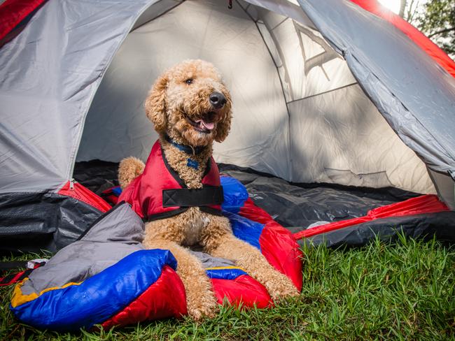 Rupert takes in the great outdoors. Picture: PETstock