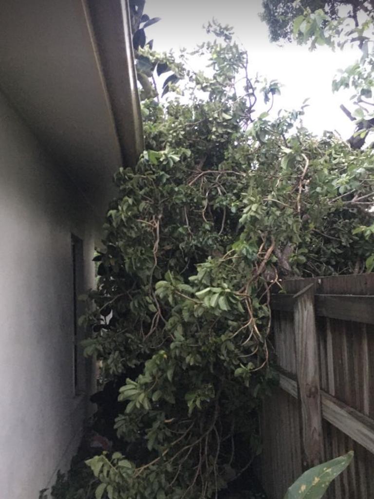 A tree on a house after Tropical Cyclone Kirrily hit Townsville: Evan Morgan
