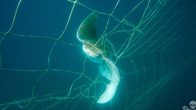 Acting Fisheries Minister Stirling Hinchliffe has fired back at Sea Shepherd’s call to remove shark nets on the Gold Coast. Picture: Sea Shepherd.