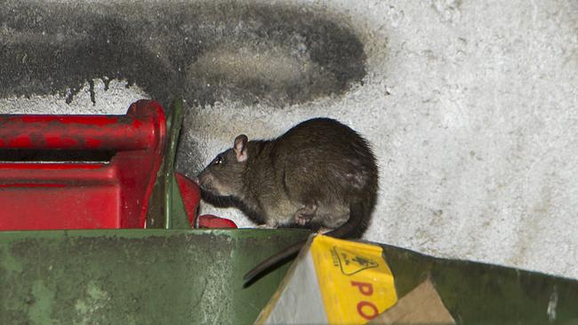A rat on a skip bin in Surry Hills, one of the older Sydney suburbs where they proliferate. Photos: Chris McKeen