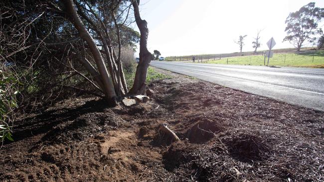 The remains were found late Friday by a passer-by, beneath an olive tree which had recently been pruned back. Picture: Brett Hartwig