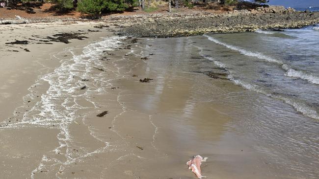 Imaged supplied of the Bob Brown Foundation showing fish matter washed up on Bruny Island