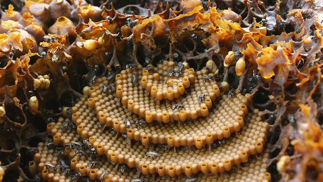 Stingless native bees. Picture: Tim Heard, sugarbagbees.com.au