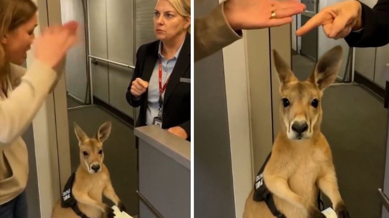 Twist after ‘support kangaroo’ goes viral