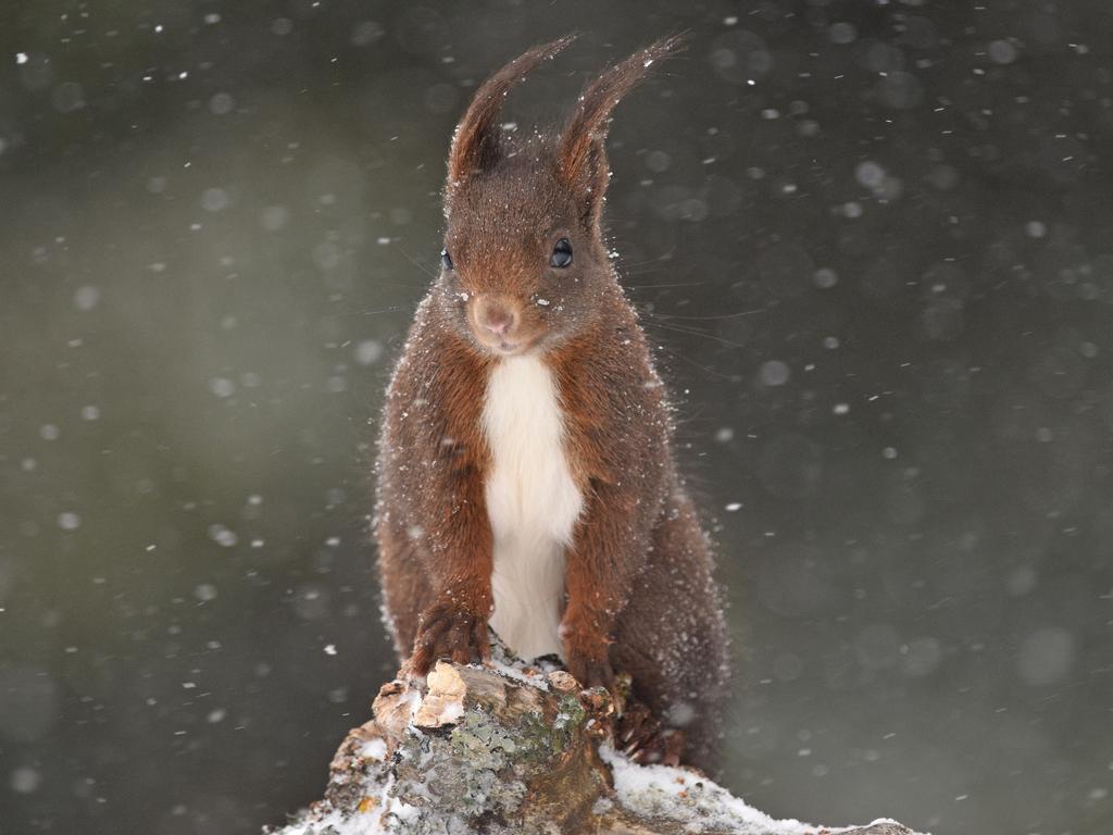 Lumix People’s Choice Award: Under the Snow by Audren Morel, France/Wildlife Photographer of the Year 2018/Natural History Museum. Unafraid of the snowy blizzard, this squirrel came to visit Audren as he was taking photographs of birds in the small Jura village of Les Fourgs, France. Impressed by the squirrel’s endurance, he made it the subject of the shoot.